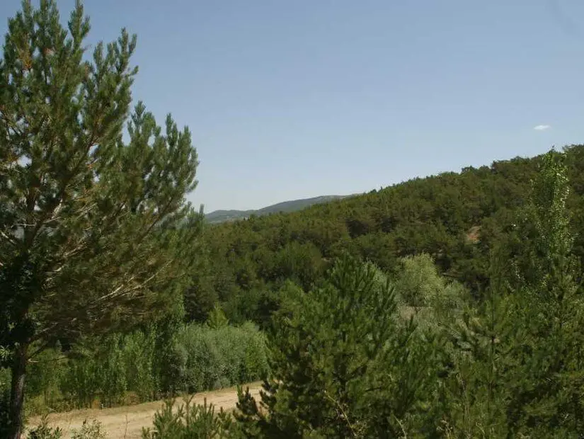 yeşil orman eşliğinde yürüyüş yolu