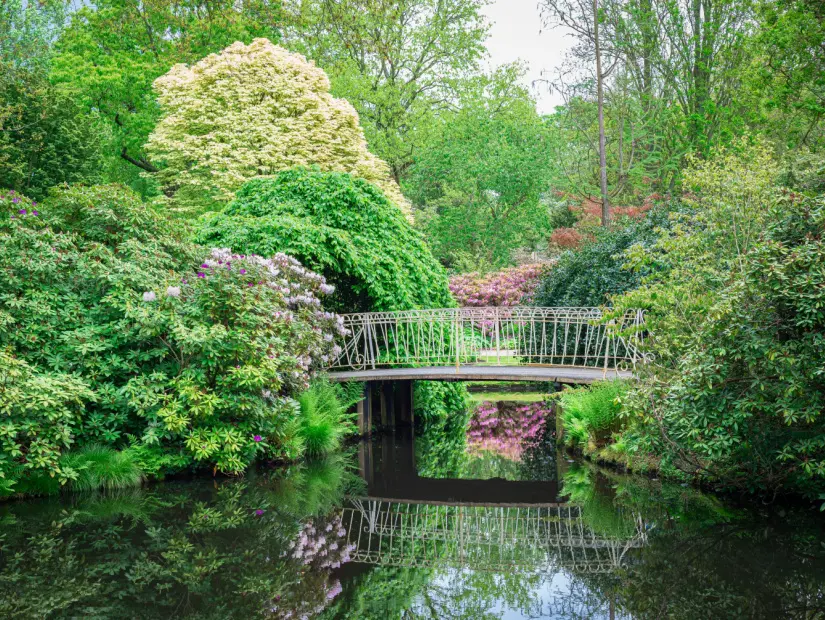 Hollanda'nın Rotterdam kentindeki "Arboretum Trompenburg" botanik bahçesinde su kenarında bir köprünün ve çiçek açan orman gülünün pastoral bahar görüntüsü.