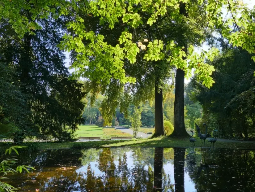 Belvoirpark, Zürih, İsviçre'de bir ağacın arasından parlayan güneş ışınları