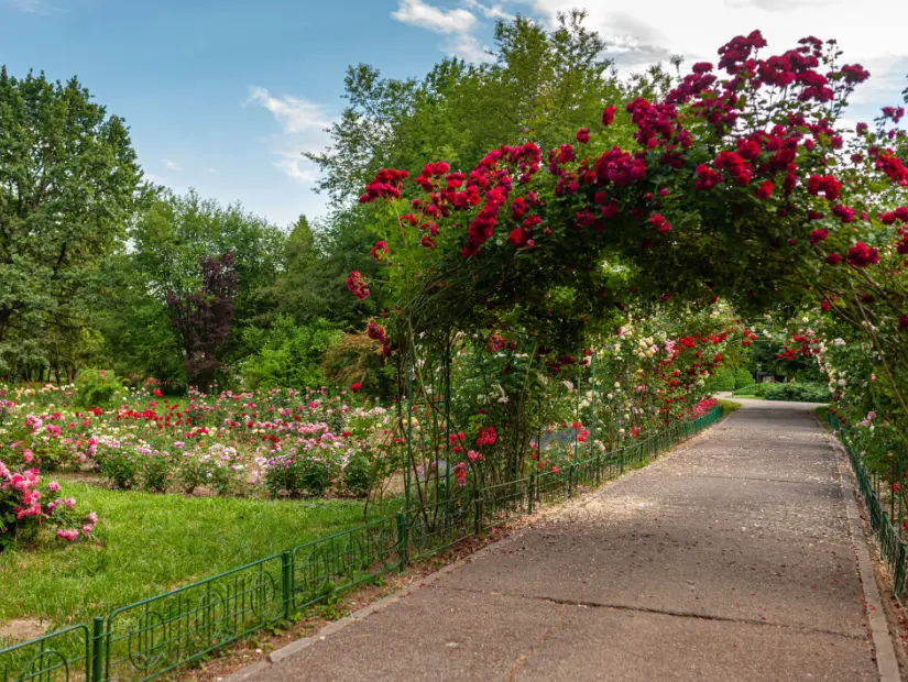 Bükreş Romanya Botanik Bahçesi'nde kırmızı gül çiçekleri