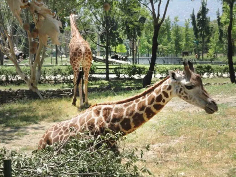 bursa hayvanat bahçesinde bulunan zürafa