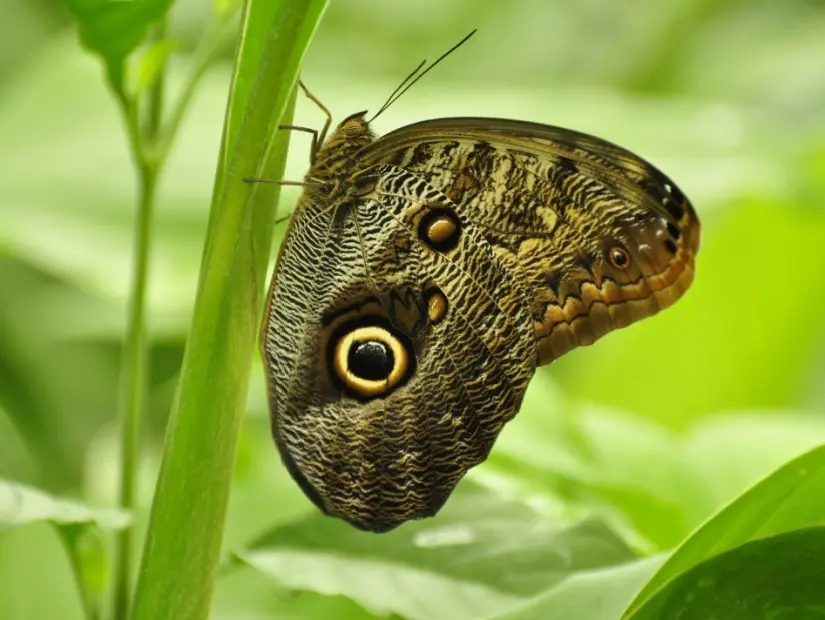 Caligo memnon