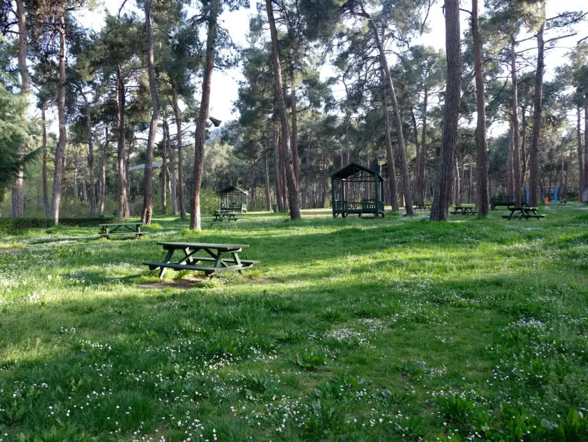 Çam ağacı ormanındaki boş piknik alanı
