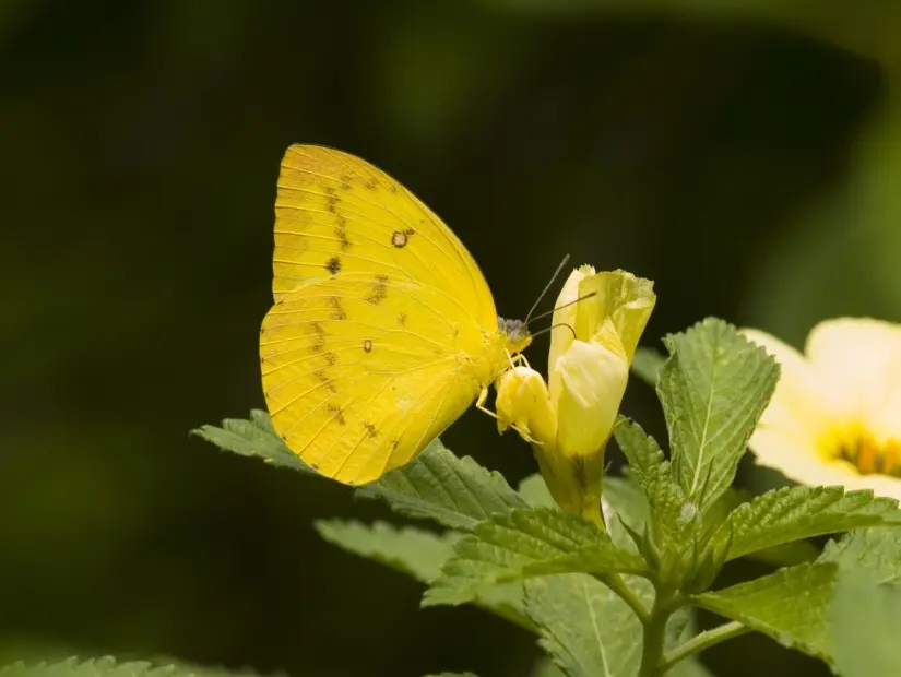 Catopsilia scylla 