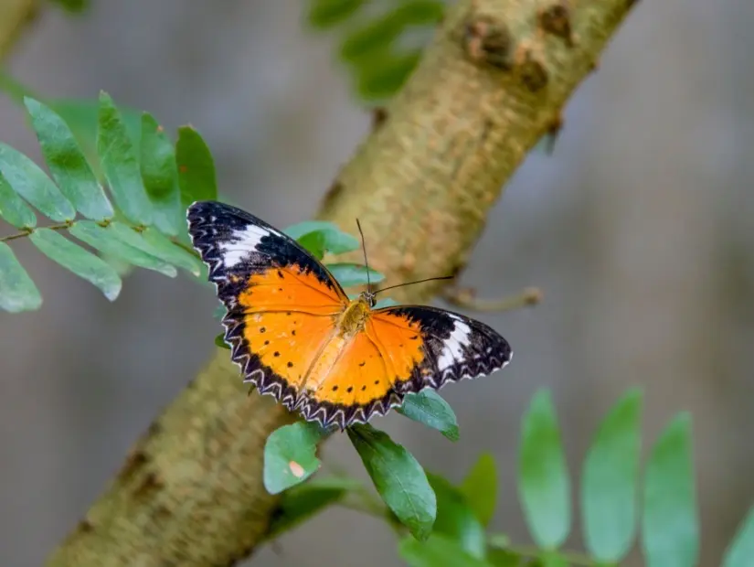 Cetosia cyane (leopard lacewing)