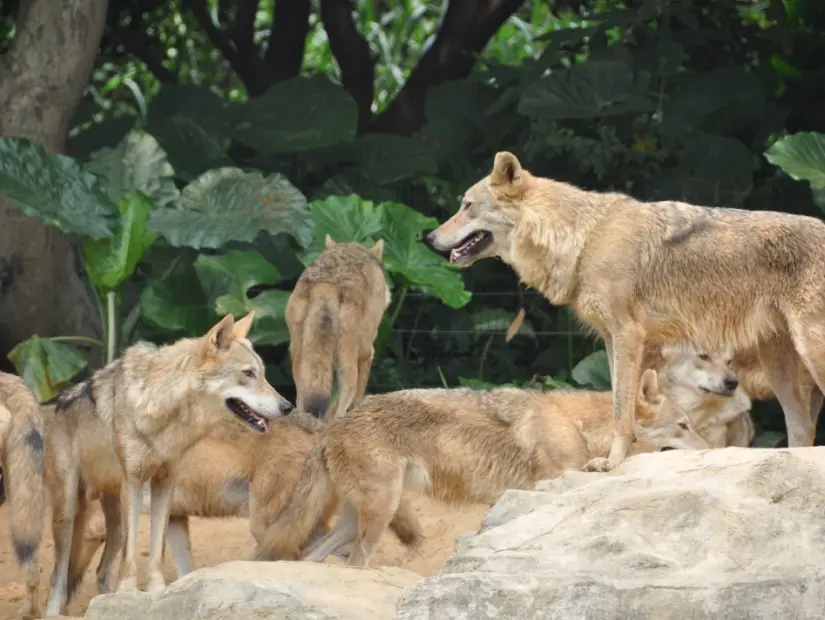 Guangzhou Chimelong Safari Parkı guangzhou changlong hayvanat bahçesi