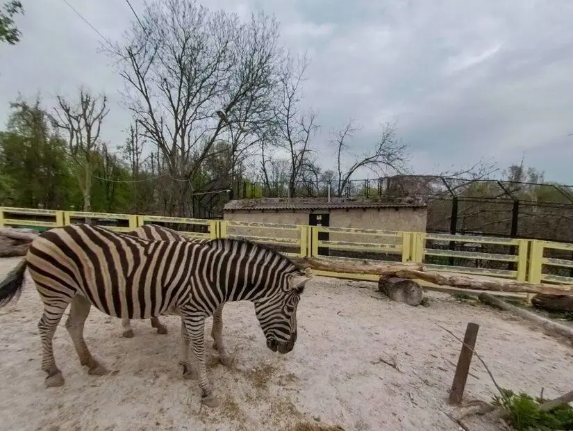 chisinau hayvanat bahçesinde bulunan zebra