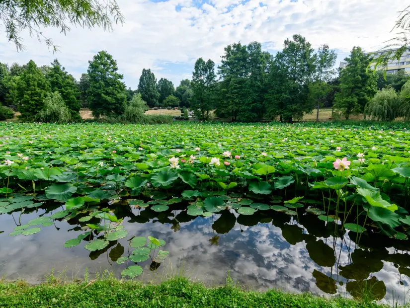 Bükreş, Romanya'daki Circus Park'ta su yüzeyinde tam çiçek açan canlı pembe ve beyaz nilüfer çiçekleri ve yeşil yapraklar
