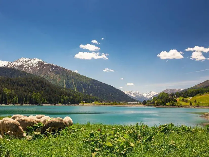 davos yeşilliklerde otlayan koyunlar ve eteklerinde göl olan dağ manarası