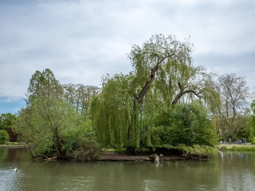 Almanya'nın Düsseldorf kentindeki Hayvanat Bahçesi Parkı'nda sakin, gölgeli ve doğal bir atmosfer ve ağaçların arka planıyla çevrili göleti yansıtıyor.