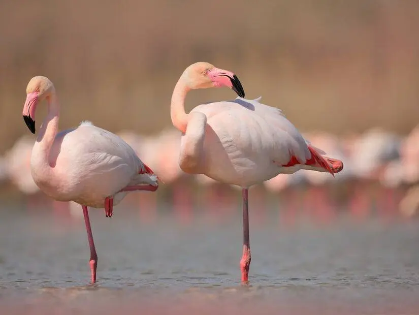kırsal yaşamın güzelliklerini yaşaman için tasarlanan Flamingo Köyü