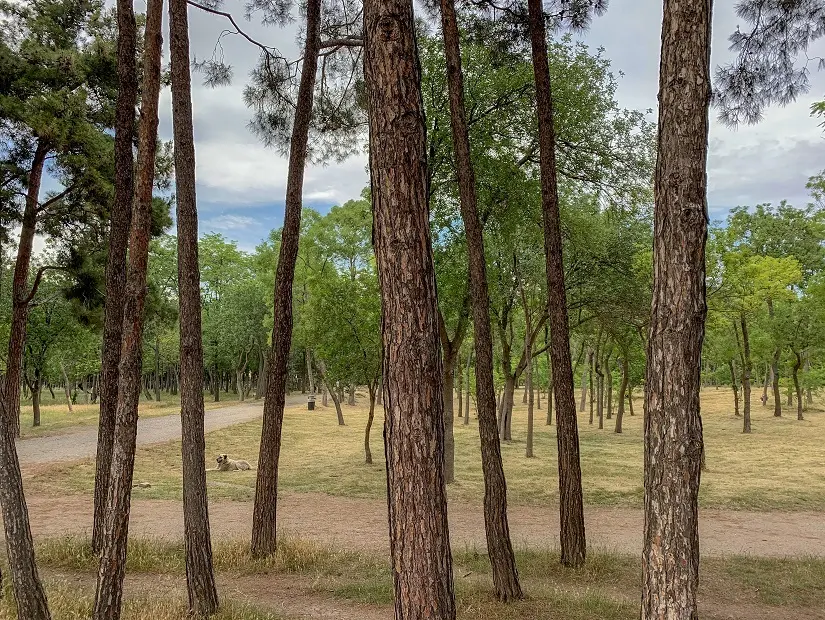 Atatürk Ormanı ağaçlar yeşillik görünümü
