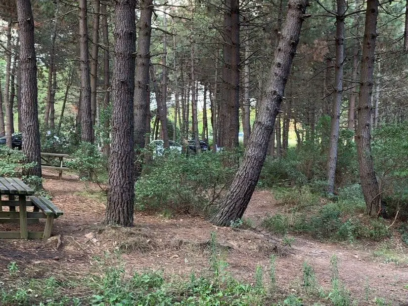 Göztepe Tabiat Parkı ve Piknik Alanı uzun ağaçlar ve oturma bankı
