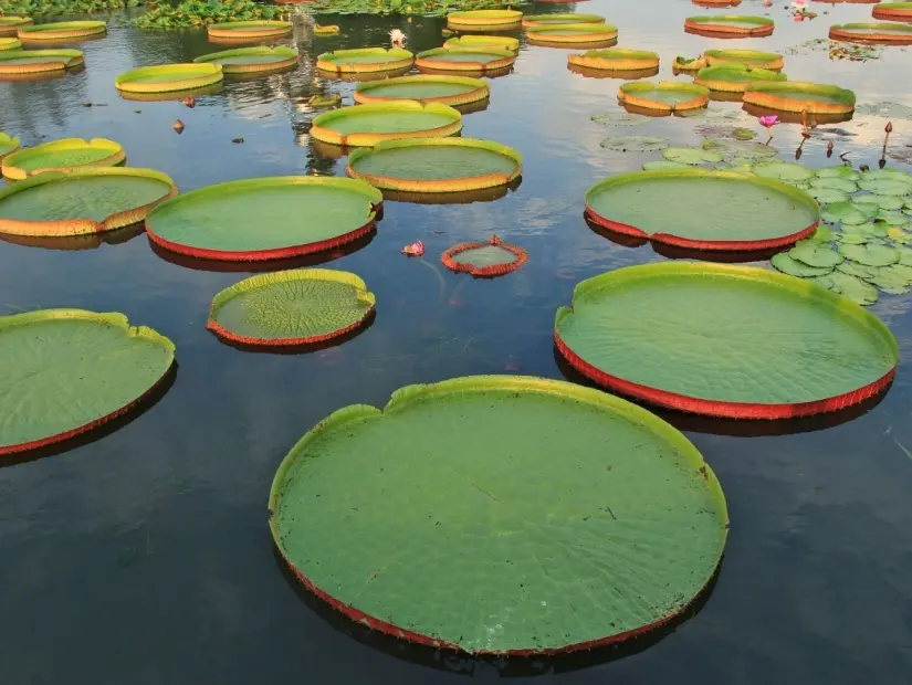 Victoria Amazonica'nın yüzen devasa yastıkları, Şanghay, Çin