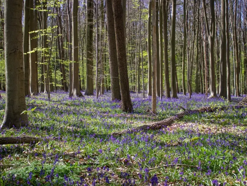 Tam çiçek açan mavi ve mor bluebell çiçekleri, Hallerbos, Belçika uzun yeşil ağaçlardan oluşan bir orman