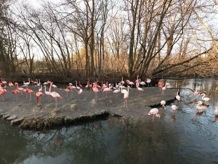 Münih Hayvanat Bahçesi bir flamingo sürüsü