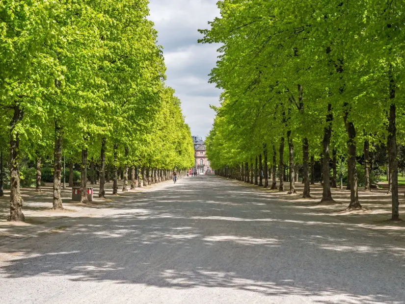 İlkbaharda Almanya'nın Düsseldorf kentindeki "Hofgrarten" parkındaki tarihi ağaç sokağının görünümü