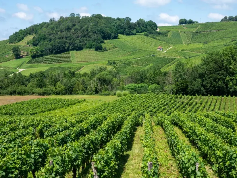 Fransa'nın Jura bölgesindeki şarap köyü Chateau-Chalon yakınlarındaki yeşil tepelik üzüm bağlarının panoramik manzarası