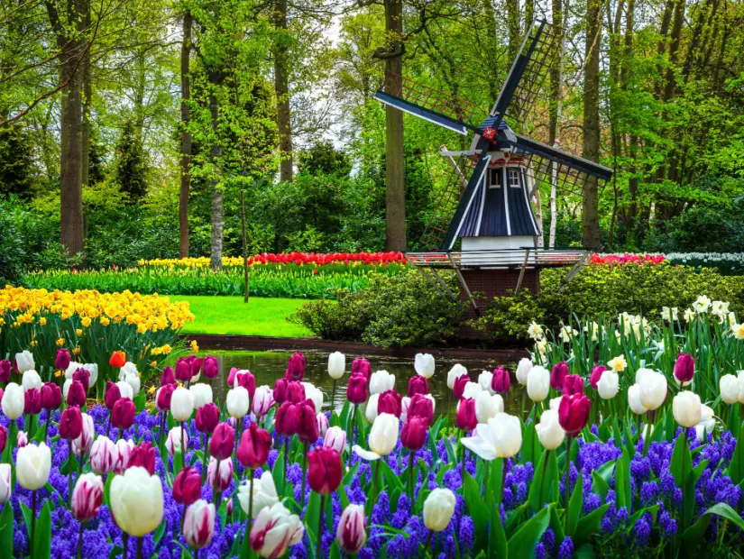 Çarpıcı bahar manzara, renkli taze laleler, çiçekler ve Hollandalı yel değirmeni ile ünlü Keukenhof bahçe arka planda, Hollanda