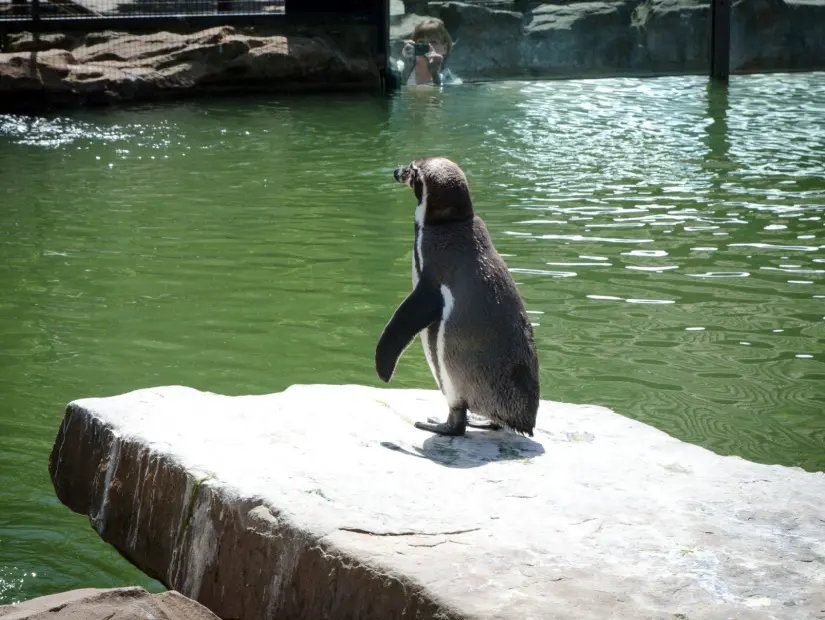 Krefeld Hayvanat Bahçesi'ndeki penguen