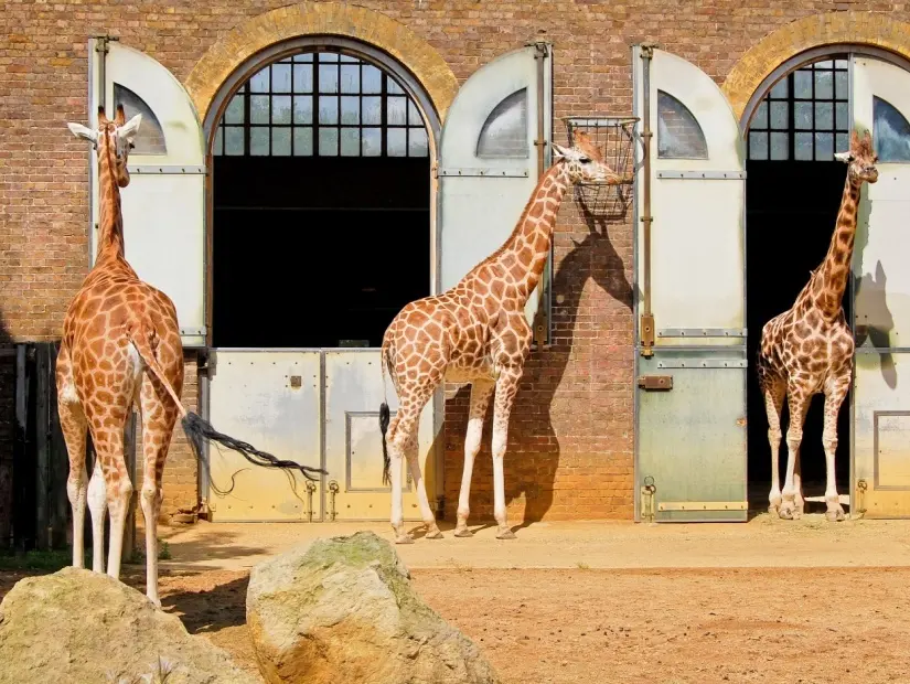 Regent Park'taki Londra Hayvanat Bahçesinde Zürafalar