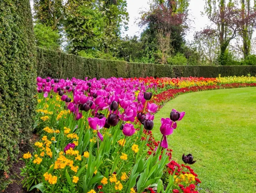 Regent's park'ta bahar çiçekleri, Londra, Birleşik Krallık
