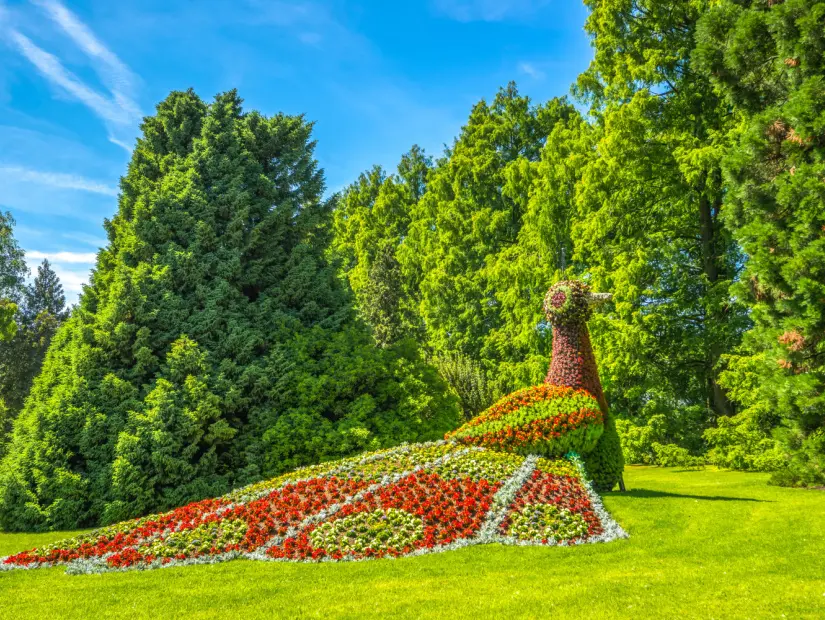 mainau-adasi