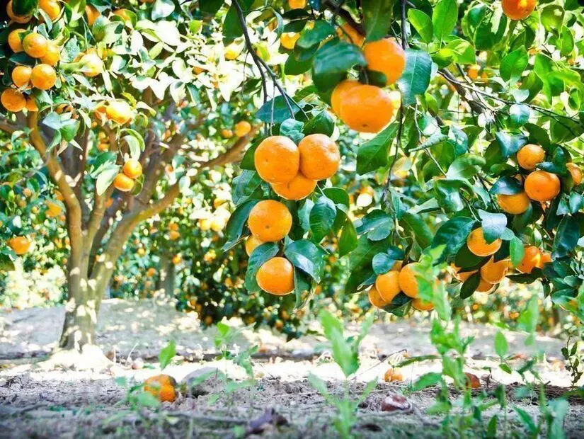 bodrum mandalina bahçesinden görünüm