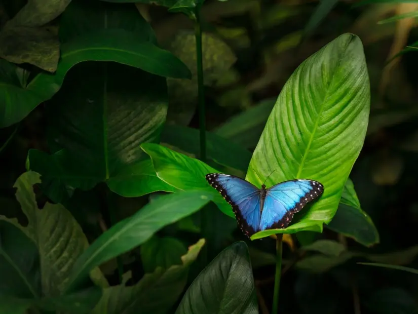 Morpho peleides