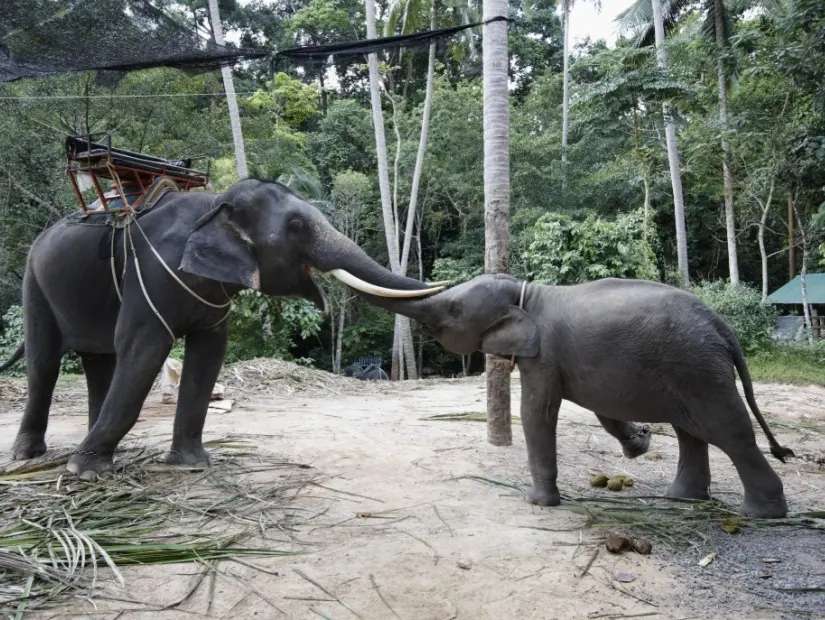 Namuang Şelalesi, zincirle bağlanmış dişi bir Asya fili küçük oğluna ulaşmaya çalışıyor