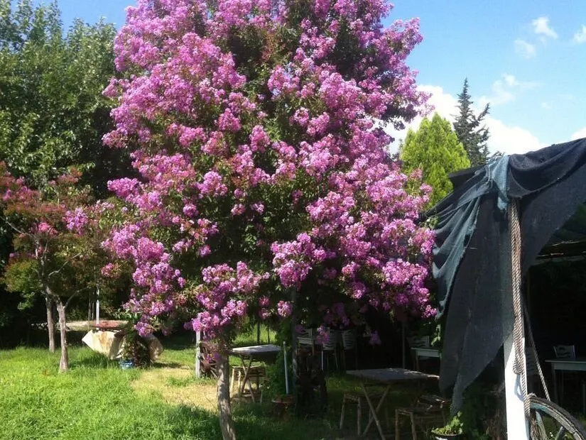 Ömür Camping
