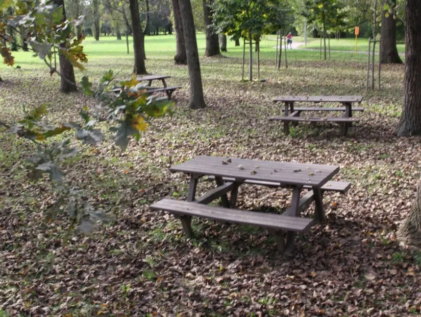 sonbaharda orman içinde piknik alanı