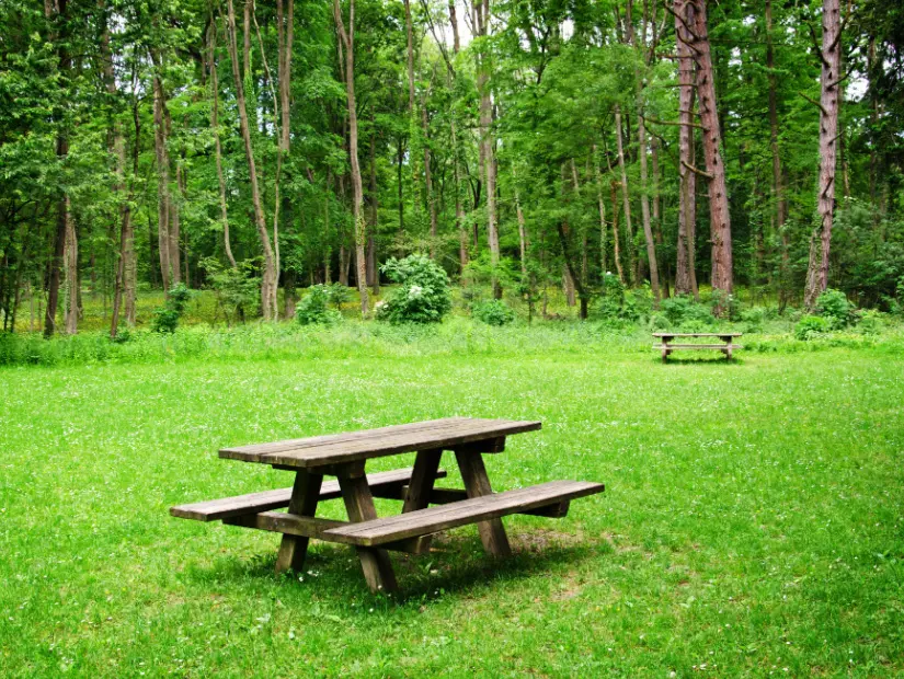  Ormandaki bir çayırda ahşap bank ve masa.