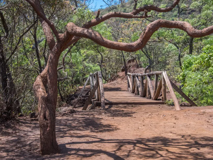 Mangabeiras Parkı'nda kavisli, çarpık ağaç, ahşap köprü ve kırmızı toprak