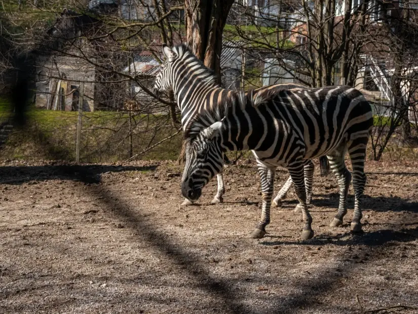 Pionirska Dolina Hayvanat Bahçesi'ndeki Zebra