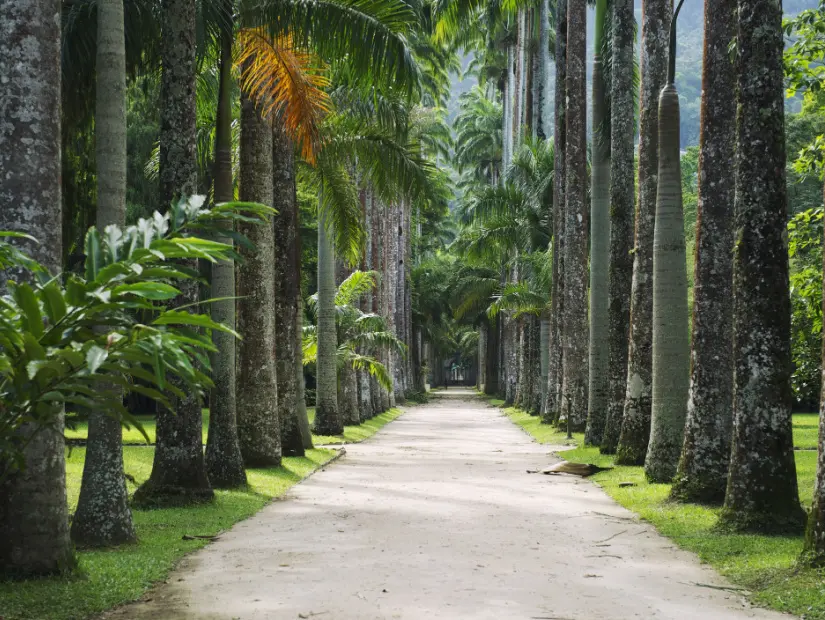 Rio de Janeiro Brezilya Jardim Botanico botanik bahçelerinde kraliyet palmiye ağaçlarının bulunduğu cadde