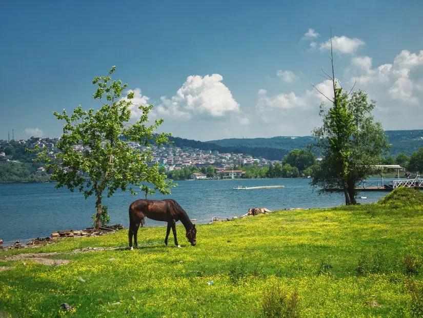 Huzurlu doğa. Sapanca gölüne bakan çayırda otlayan at, Sakarya
