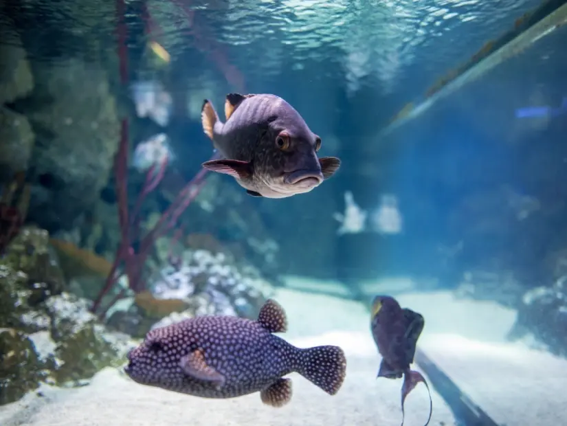 Londra'daki okyanus akvaryumundan egzotik balıklar