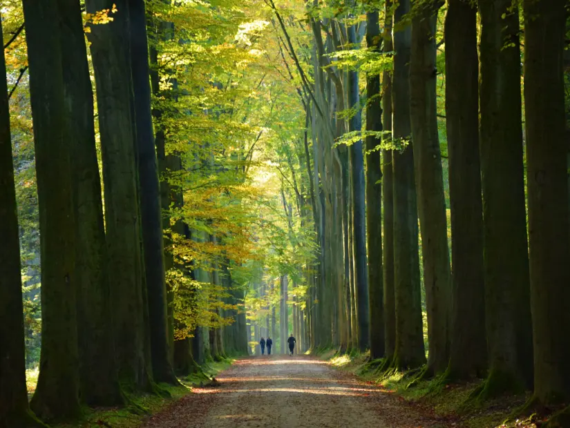 Sonian Ormanı'nda sonbahar yürüyüşü des Soignes Zoniënwoud Brüksel Belçika