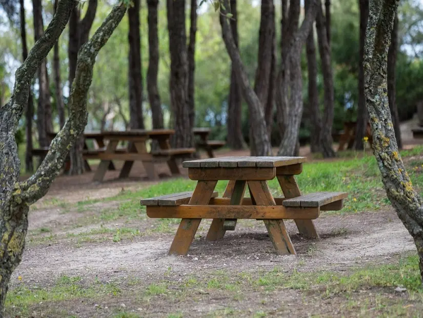 ağaçlar arasında piknik masası