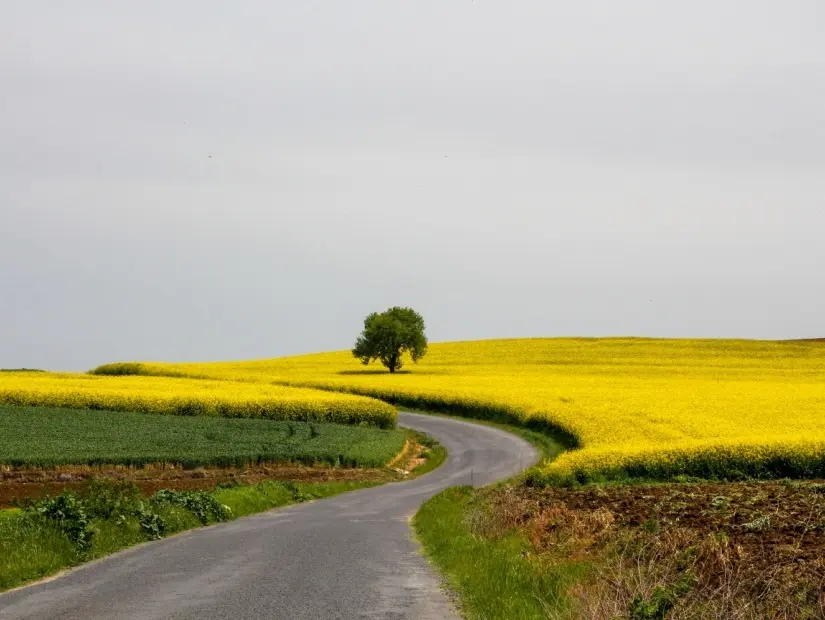 tekirdağ