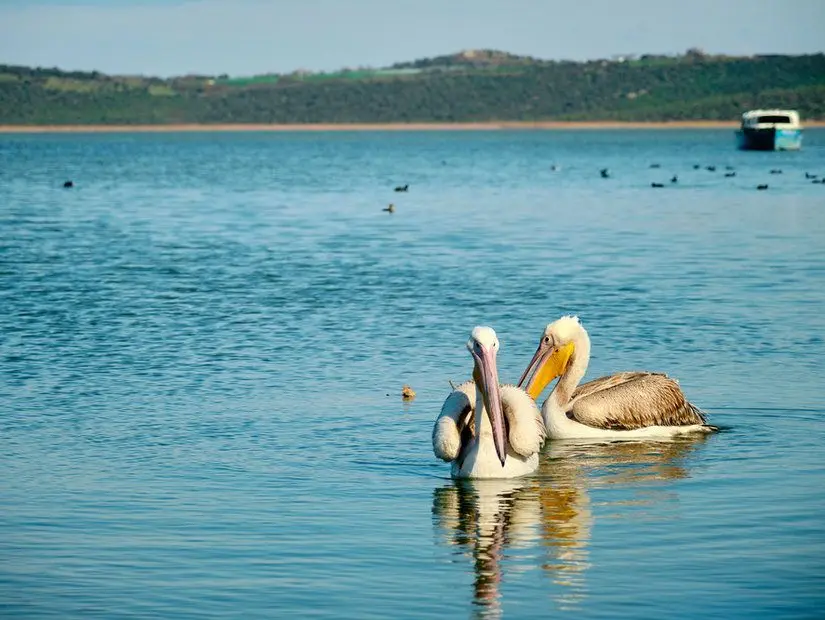 Gölyazı bursa'da güneşli bir günde Uluabat Gölü üzerinde pelikan ve arka planda tekne görünümü