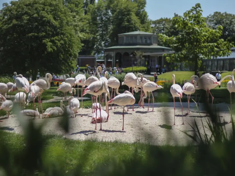 Wilhelma Hayvanat Bahçesi ve Botanik Bahçesi'ndeki flamingolar Stuttgart