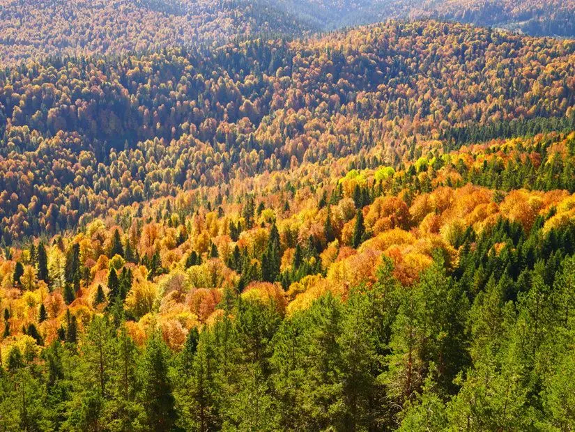 Yenice Kent Ormanları Kamp Alanı - Karabük