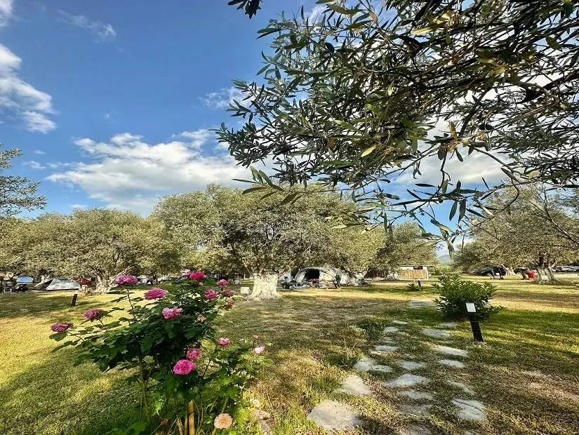 Zeytin Gölgesi Camping - Dikili 