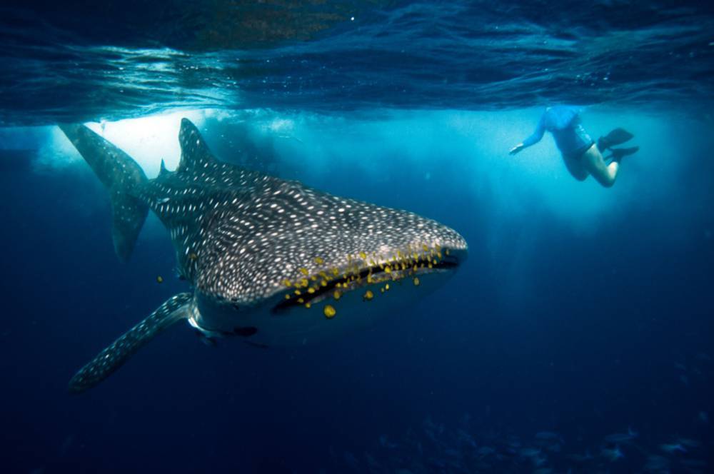 Balina köpekbalıklarıyla yüzmenin heyecanını yaşayın