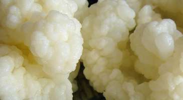 Kefir