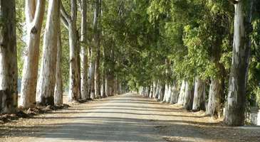 Okaliptüs Yolu