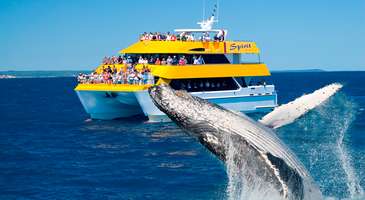 Whale Watch Cruises: