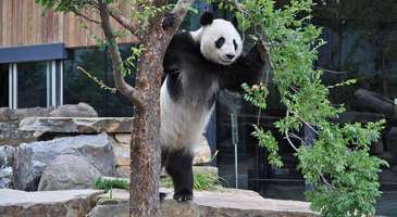 Adelaide Hayvanat Bahçesi’nde harika bir gün geçirin  